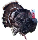 turkey